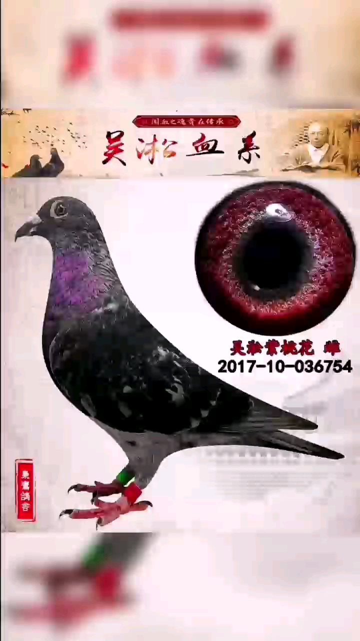吴淞李鸟国血鸽子 