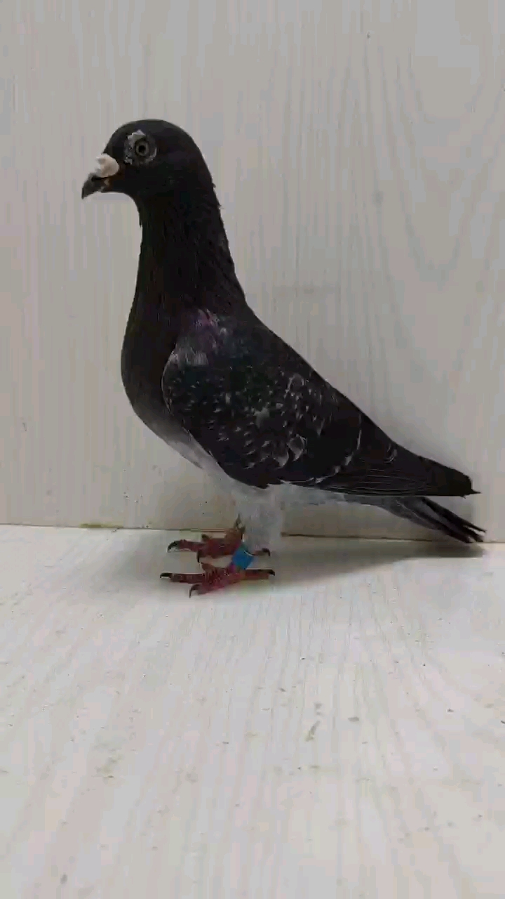 超远程老国血吴淞雄鹰- 鸽友圈 - 中国信鸽信息网